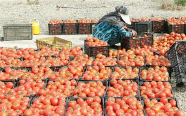 آغاز خرید توافقی سیب زمینی، گوجه فرنگی و پیاز از استان های جنوبی